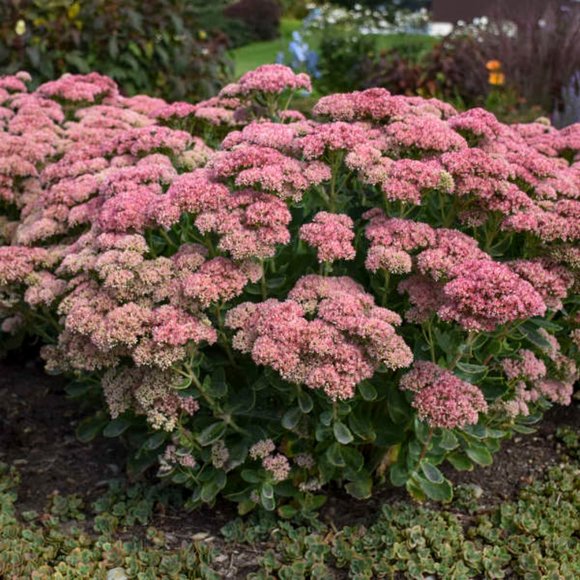 5 Perennial Organic Sedum 'Autumn Joy' Stonecrop Plants Flowers Herbs - Picture 3 of 7